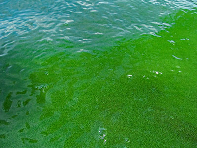 Algae Bloom Spotted on Our lake